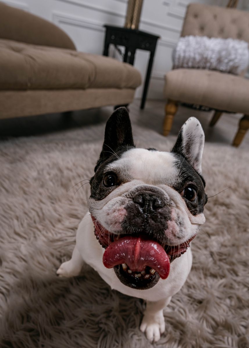 A black and white French bulldog with its tongue out
