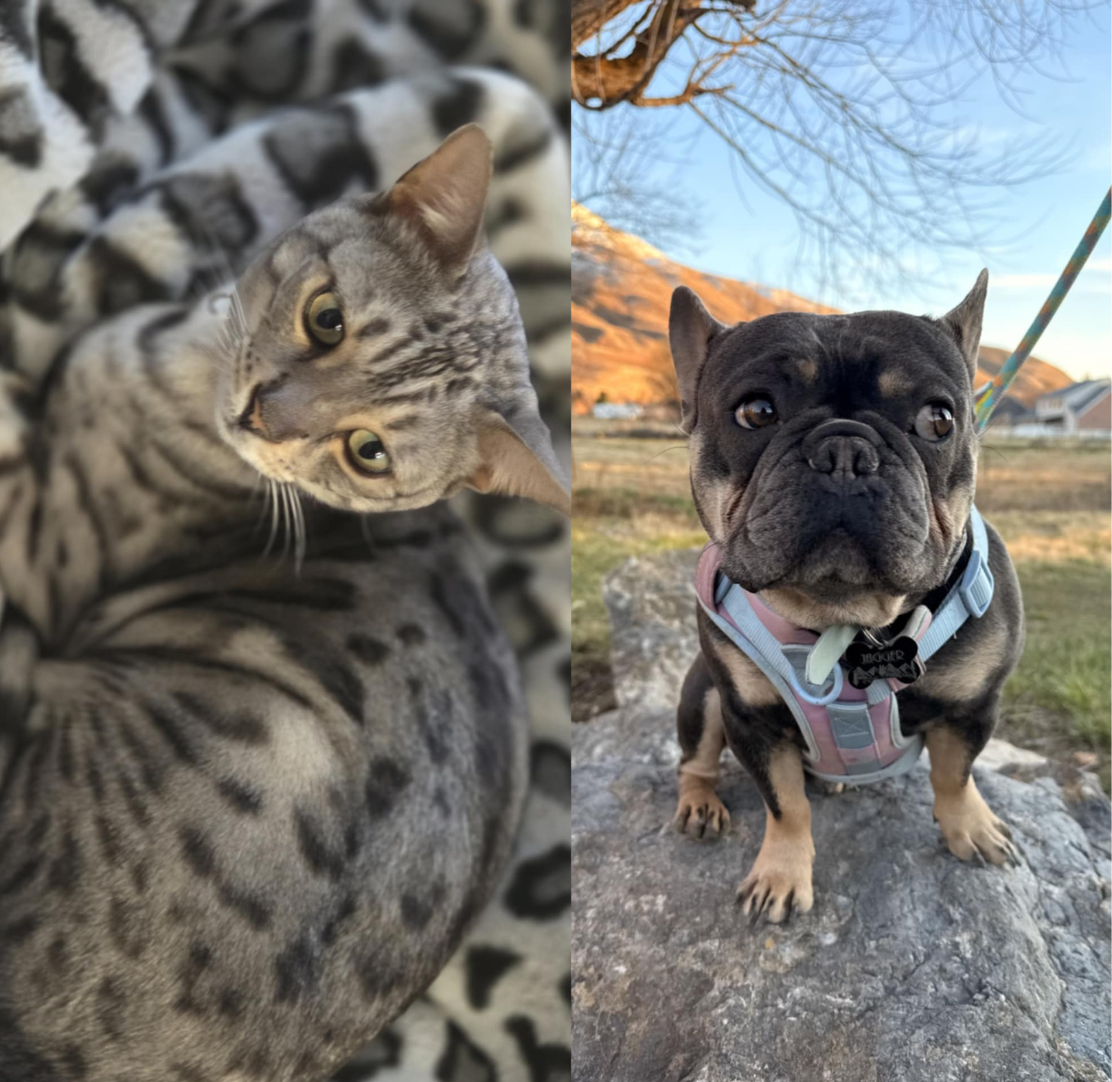 Zuko & Jagger