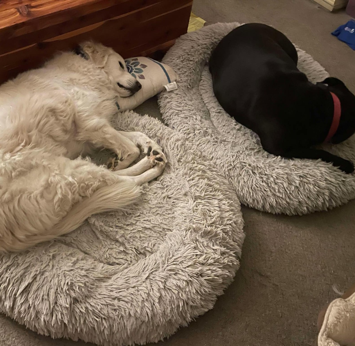 Buddy and Angel